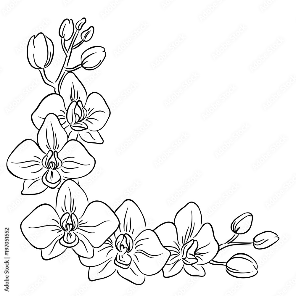 Vector contour orchid flower bouquet symbol coloring page half frame vector