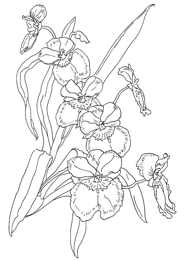 Orchid coloring pages