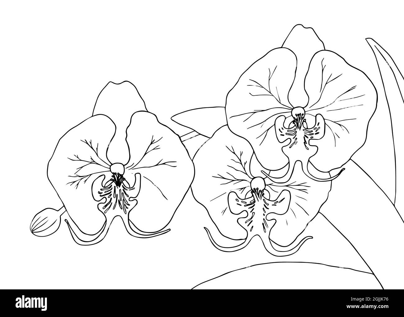 Orchid flowers design elements hand drawing coloring page for kids and adults vector exotic flower leaf bouquet coloring book line art stock vector image art