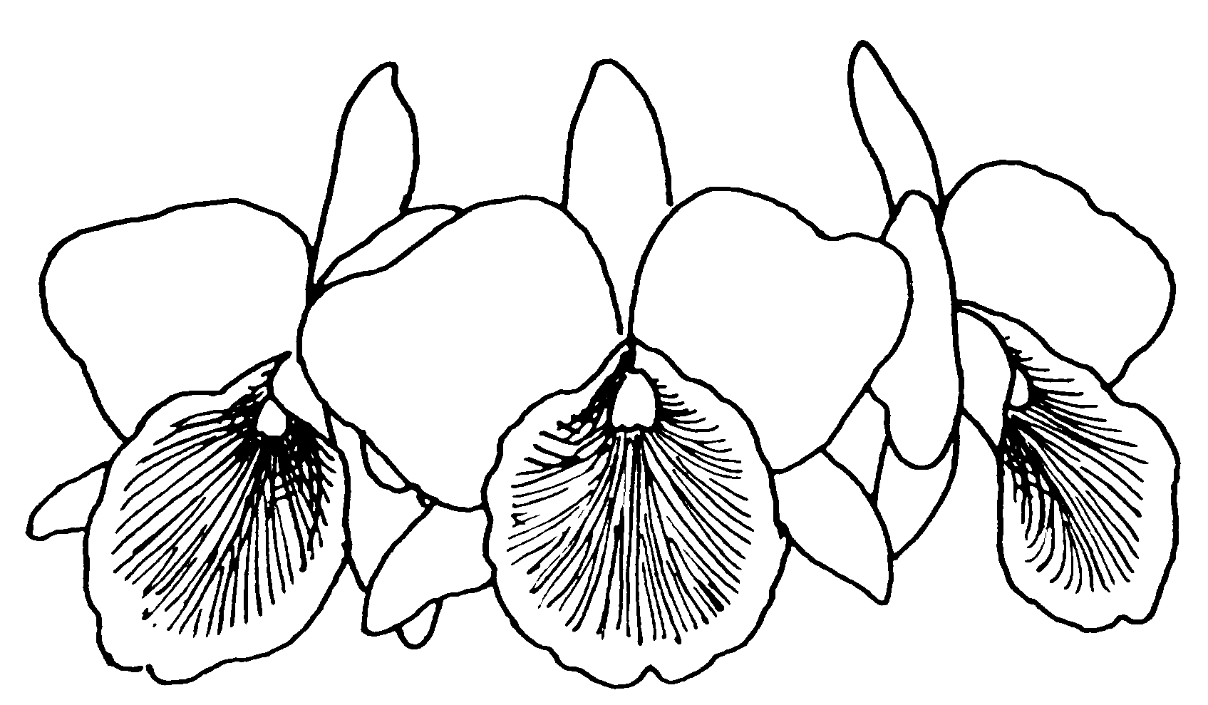 Orchid coloring pages