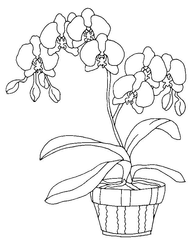 Dive into the serene beauty of orchids with coloring page