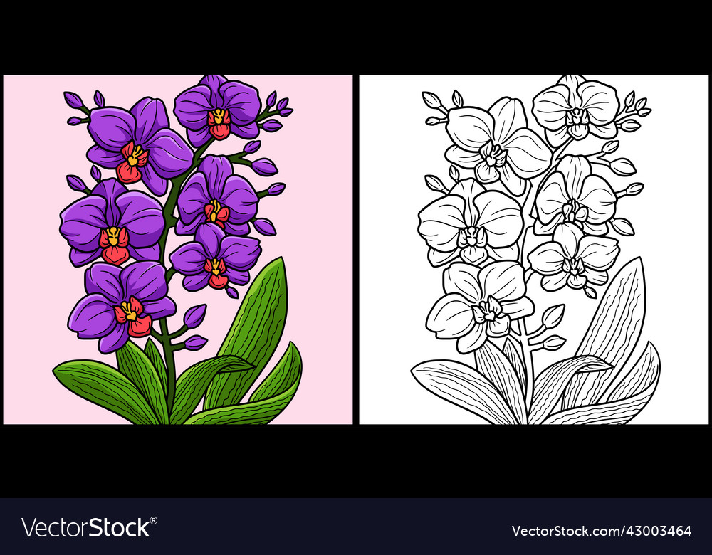 Orchid flower coloring page colored royalty free vector