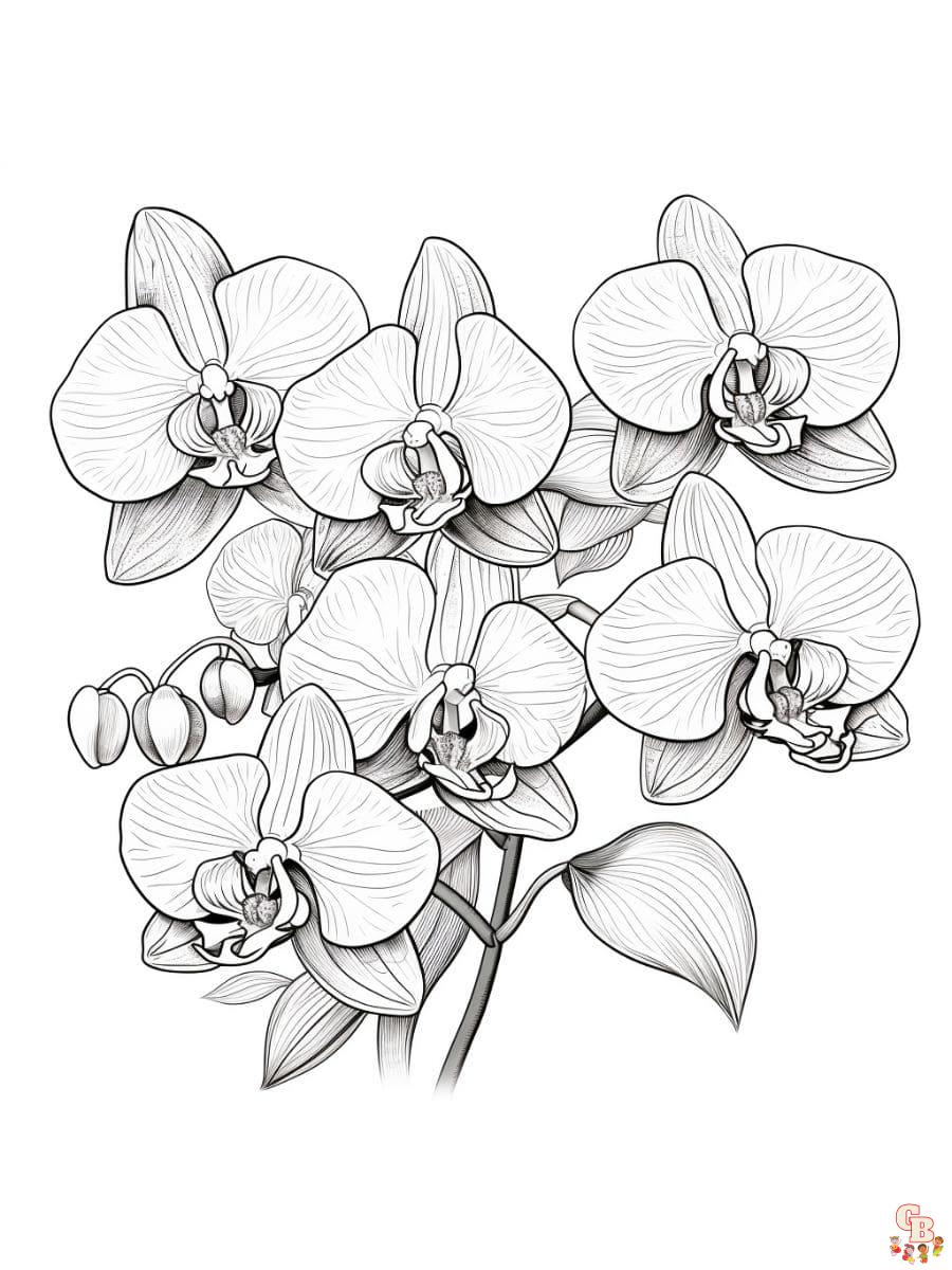 Printable orchid coloring pages free for kids and adults