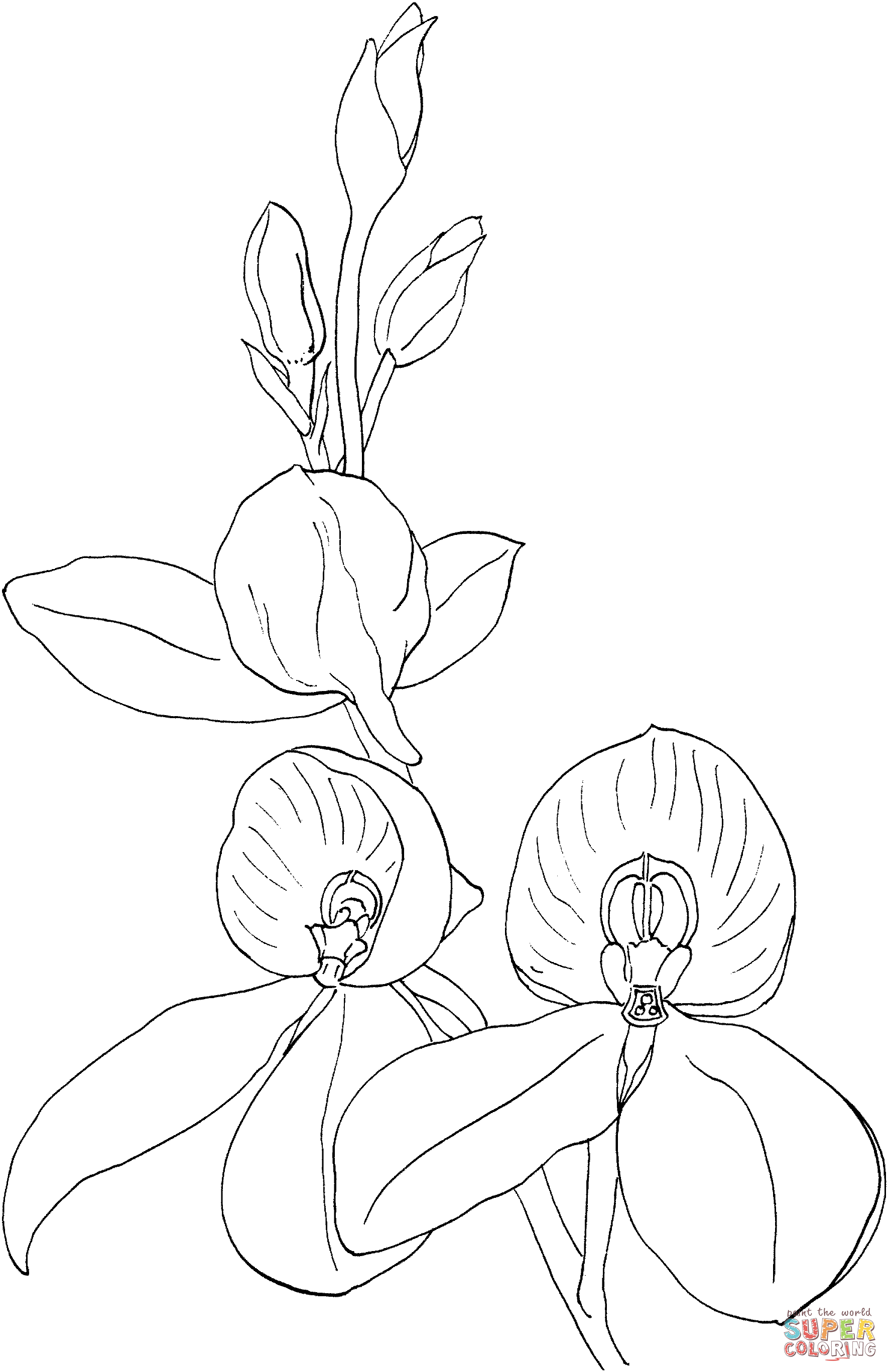 Disa kewensis orchid coloring page free printable coloring pages