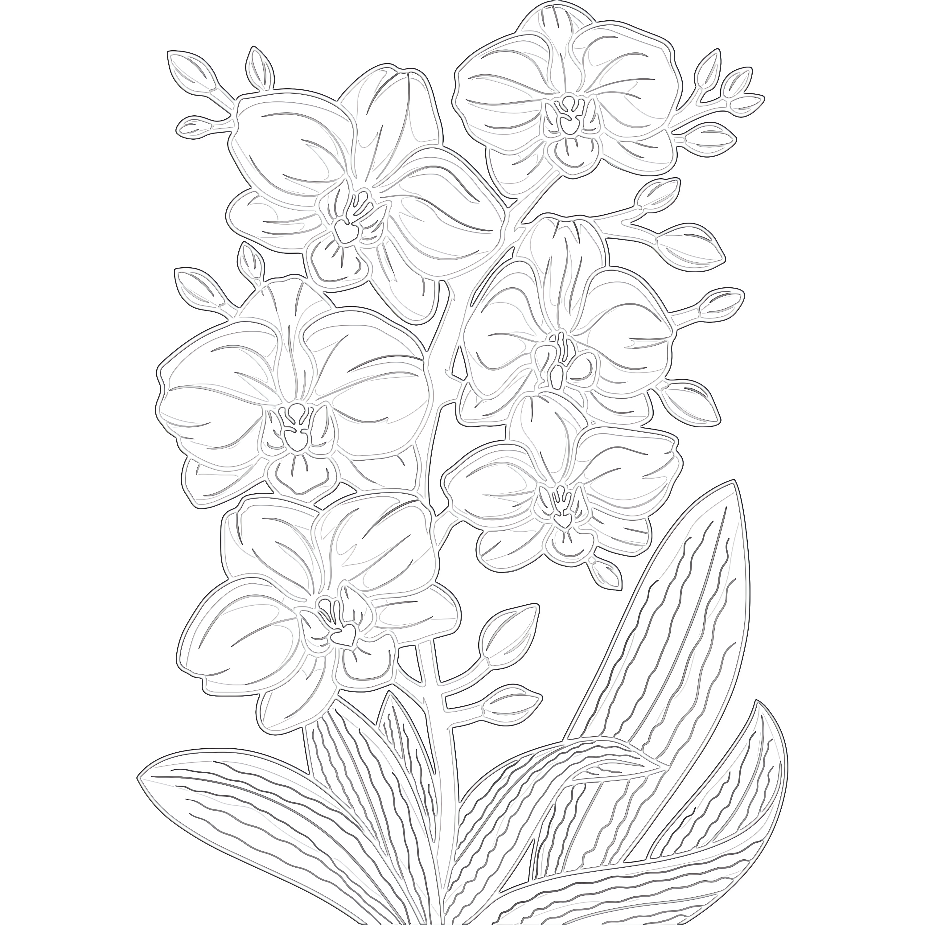 Orchid flower coloring page