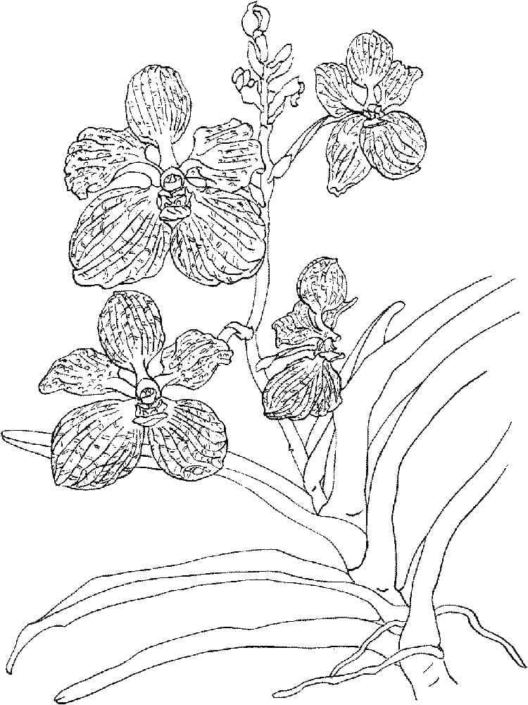 Nice orchid flower coloring page