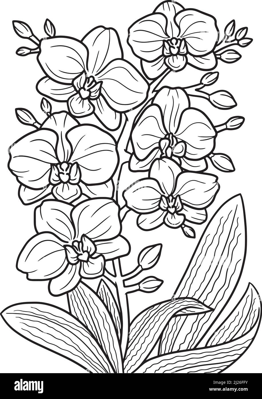 Orchid flower coloring page for adults stock vector image art