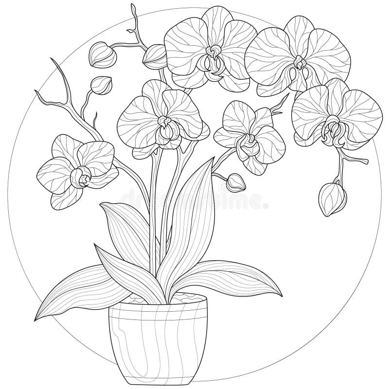 Orchid flower in a pot stock illustration illustration of botany