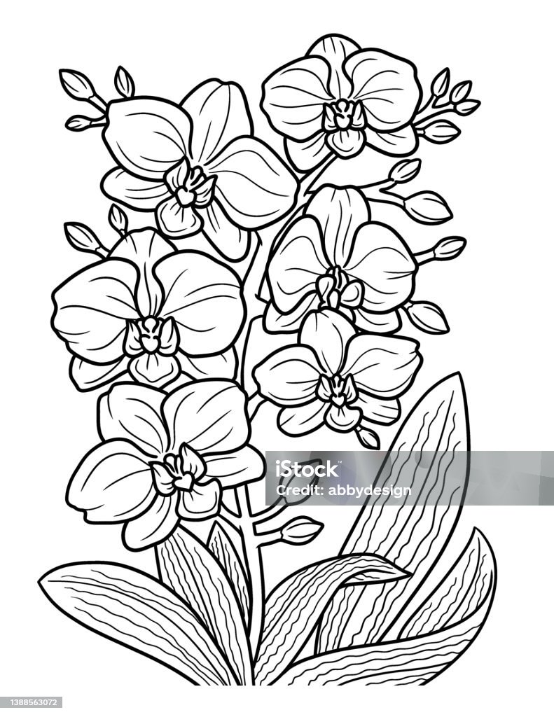 Orchid flower coloring page for adults stock illustration