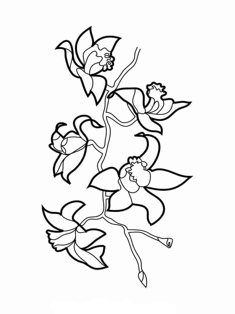 Orchid flower coloring page