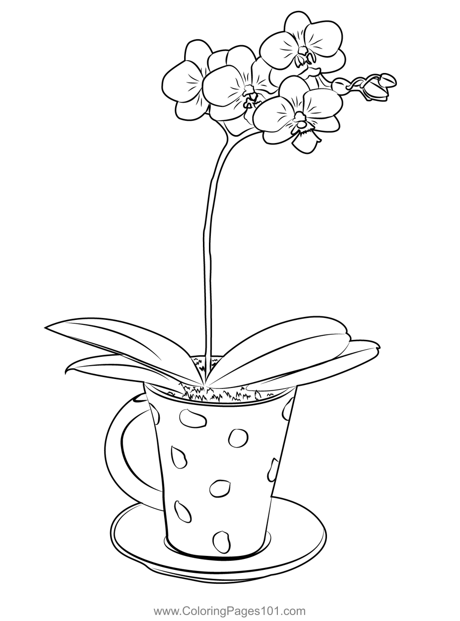 Teacup orchid coloring page orchid drawing flower drawing coloring pages