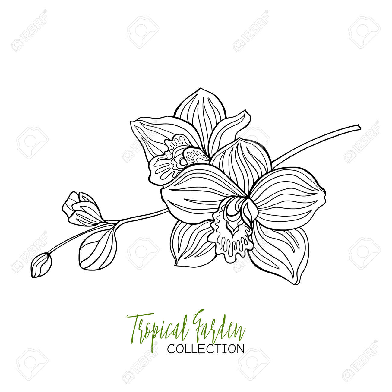 Orchid tropical plant vector illustration coloring book for adult and older children coloring page outline drawing royalty free svg cliparts vectors and stock illustration image