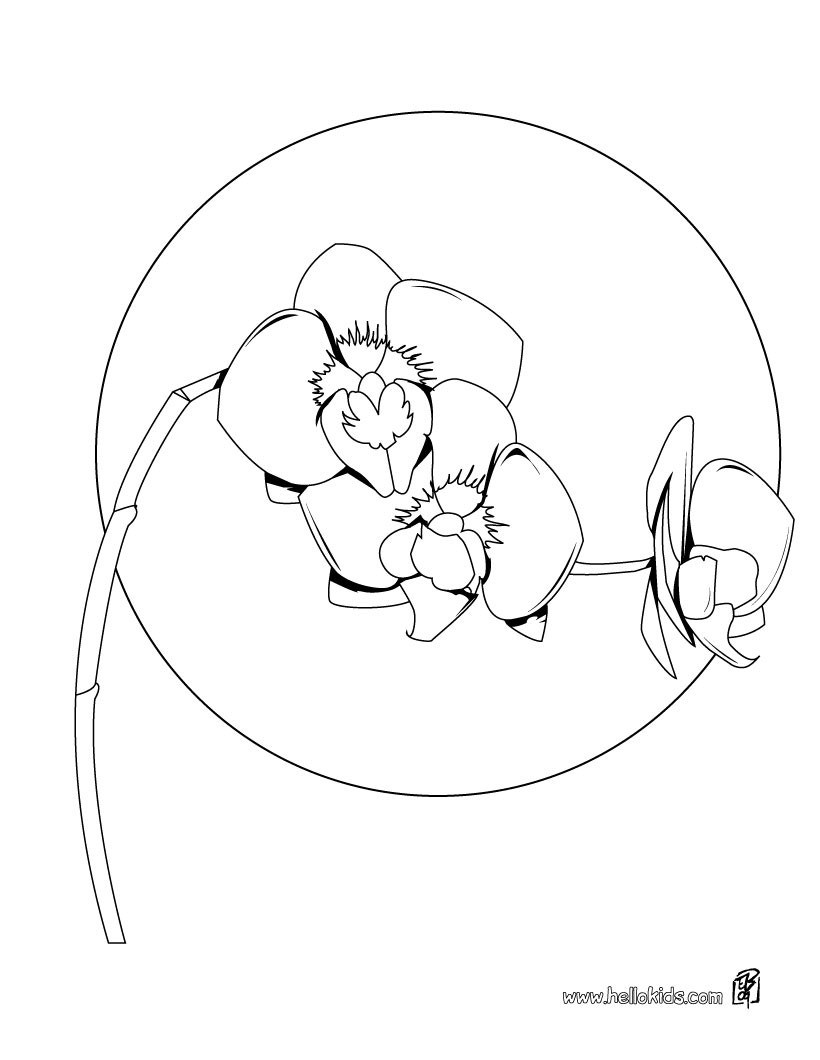 Orchid coloring pages