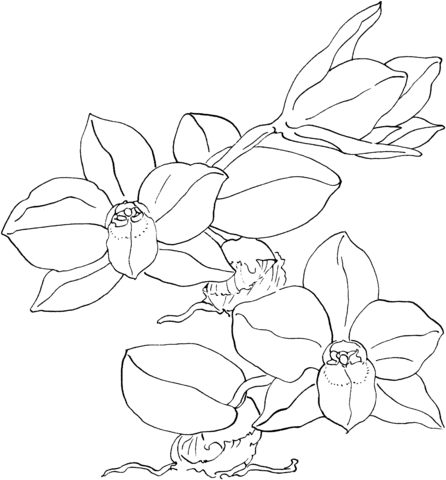 Orchid coloring pages printable for free download