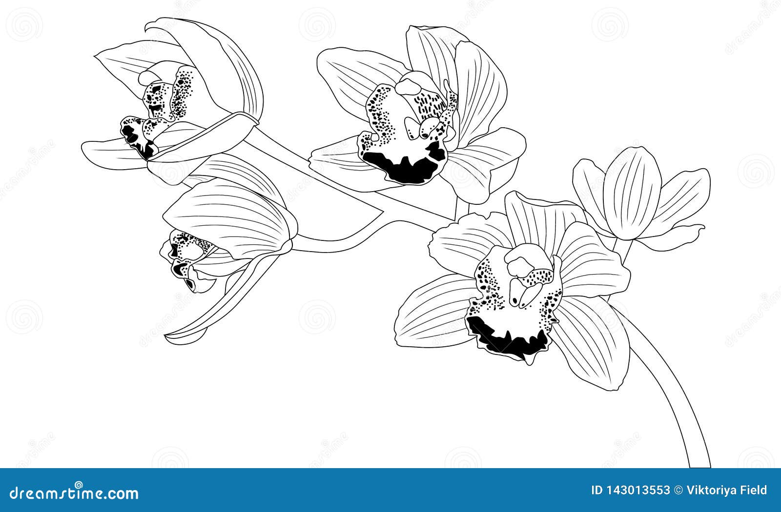 Orchid flower black and white illustration stock vector