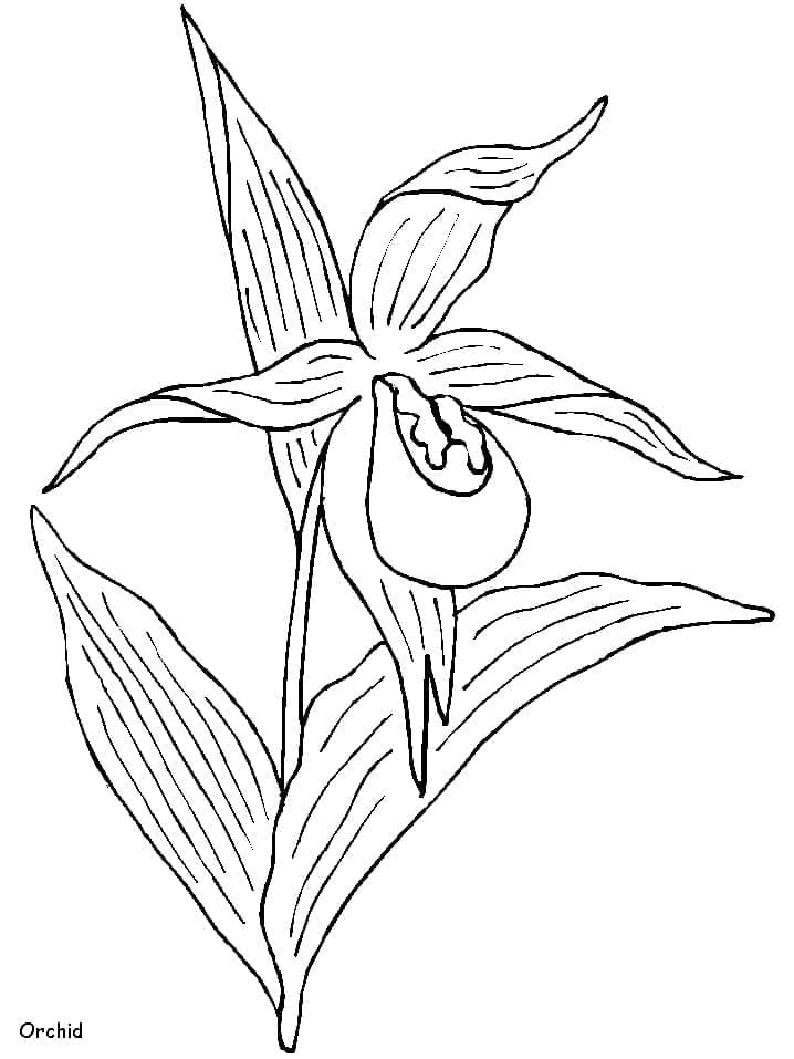 Printable orchid flower coloring page