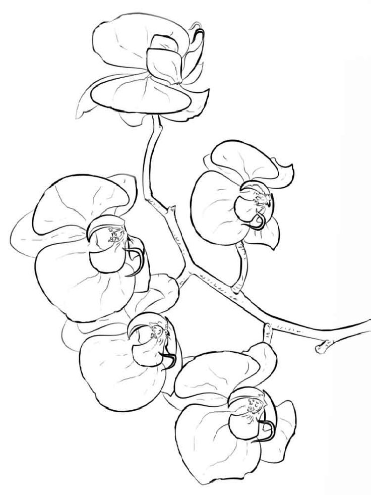 Pin by michelle croucamp on flowers flower line drawings coloring pages orchid color