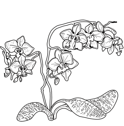 Orchid coloring pages printable for free download