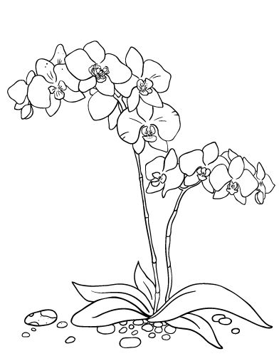 Orchid coloring pages printable flower coloring pages flower drawing orchid drawing