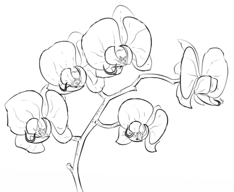 Orchid coloring page free printable coloring pages