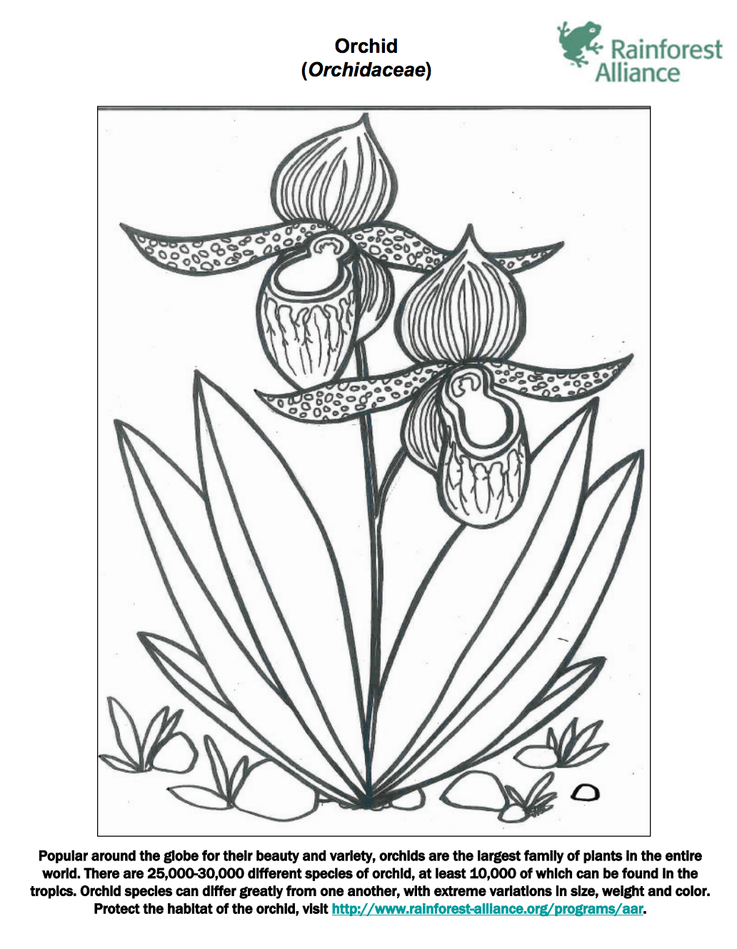 Orchid coloring page rainforest alliance