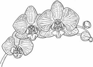 Free orchid coloring sheets in april