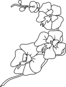 Orchid coloring pages free coloring pages