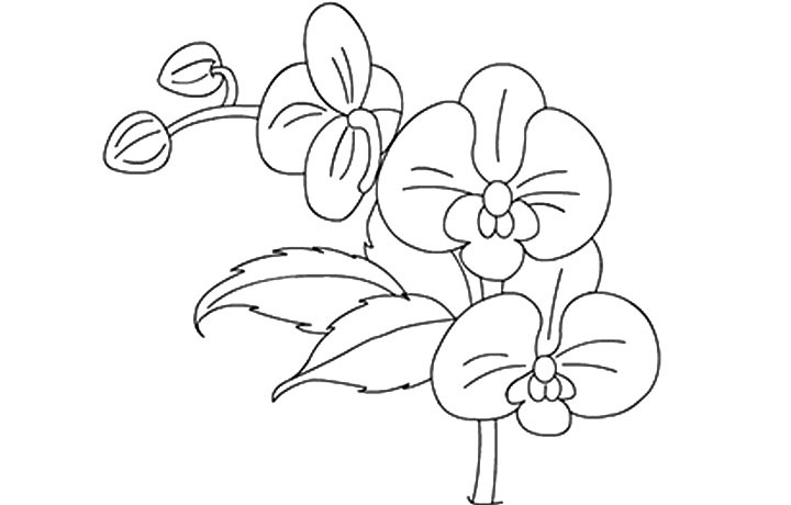 Orchid coloring pages