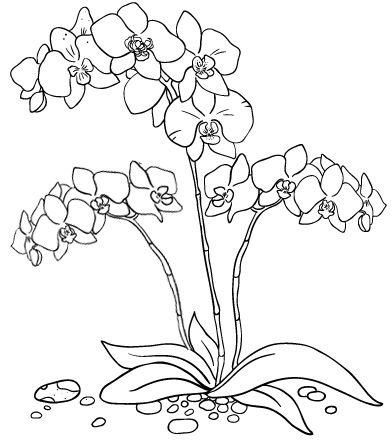 Beautiful orchid coloring pages for all ages
