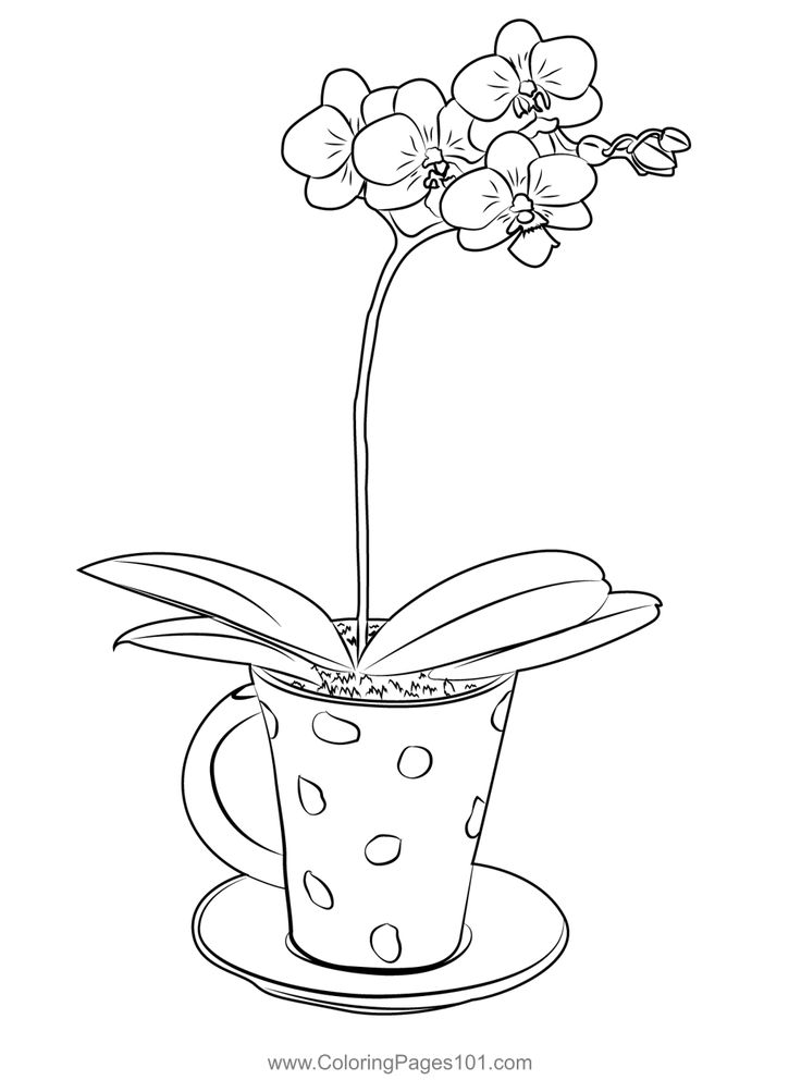 Teacup orchid coloring page orchid drawing flower drawing coloring pages