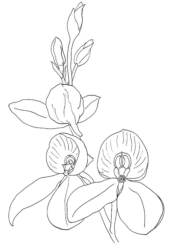 Orchid coloring pages