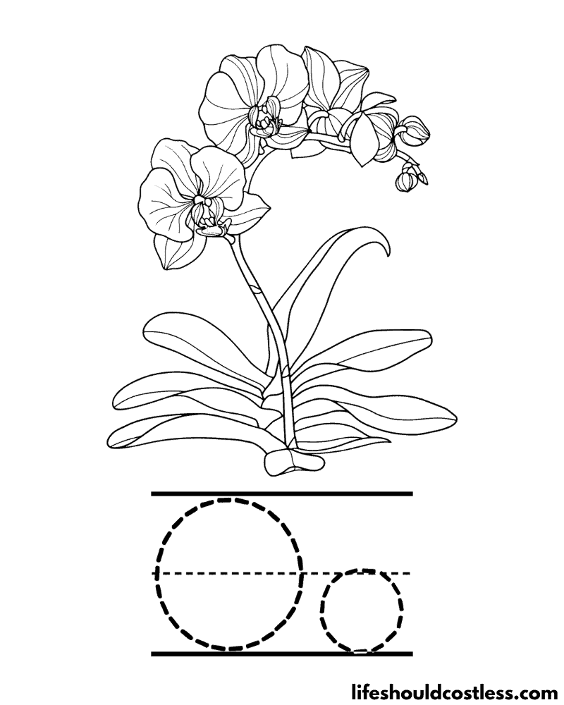 Orchid coloring pages free printable pdf templates