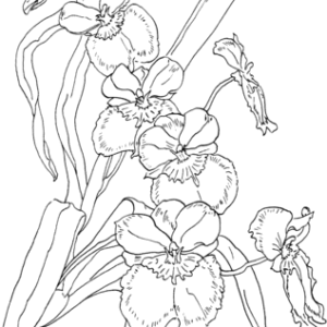 Orchid coloring pages printable for free download