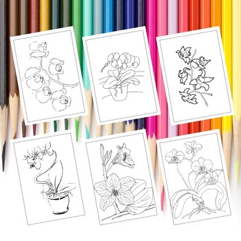 Explore natures marvels printable orchid coloring pages collection for kids