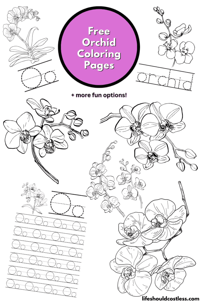 Orchid coloring pages free printable pdf templates