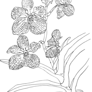 Orchid coloring pages printable for free download