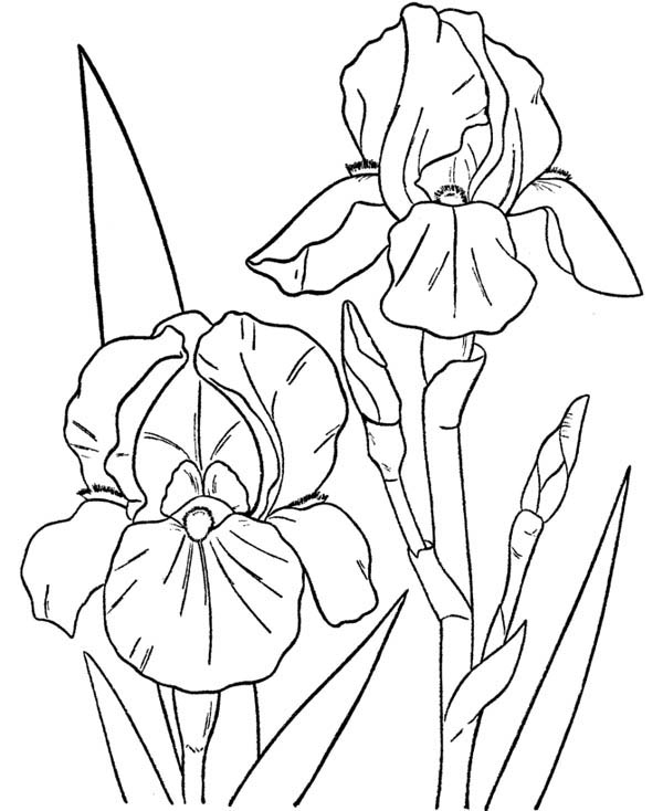 Orchid coloring pages