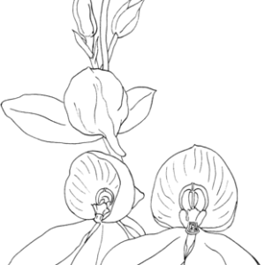 Orchid coloring pages printable for free download