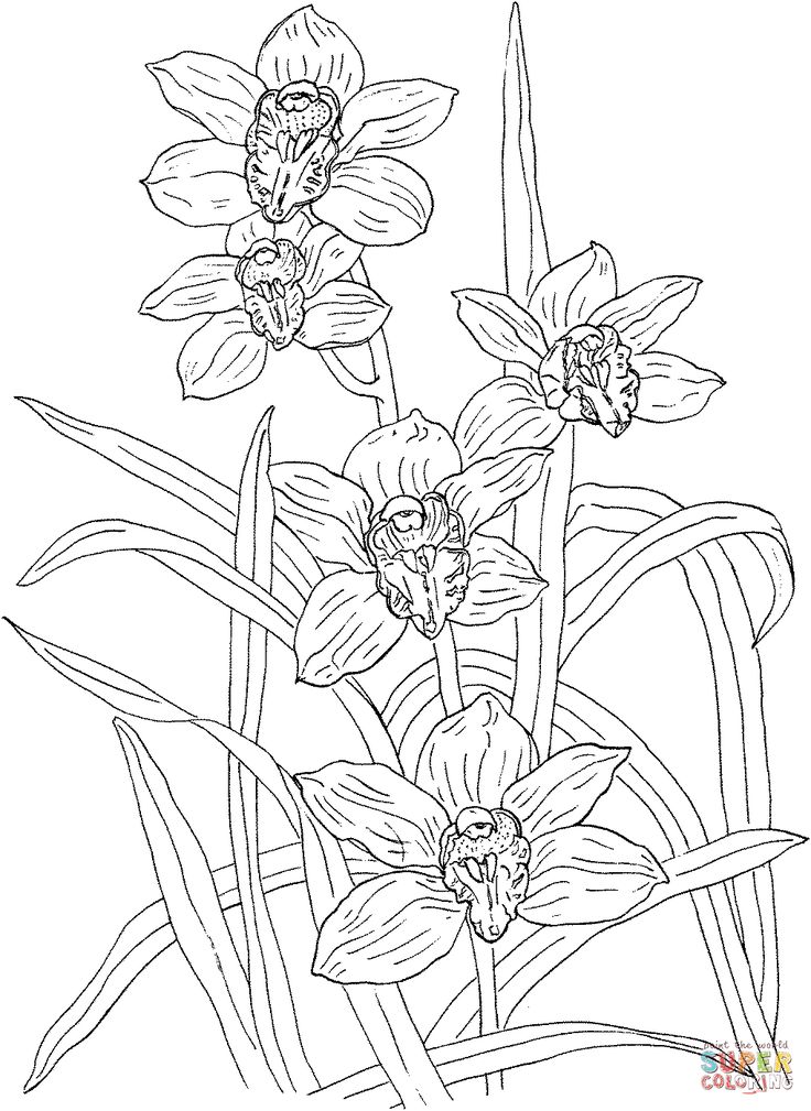 Cymbidium rosanna orchid coloring page orquidea para colorear orquideas dibujo dibujos para colorear