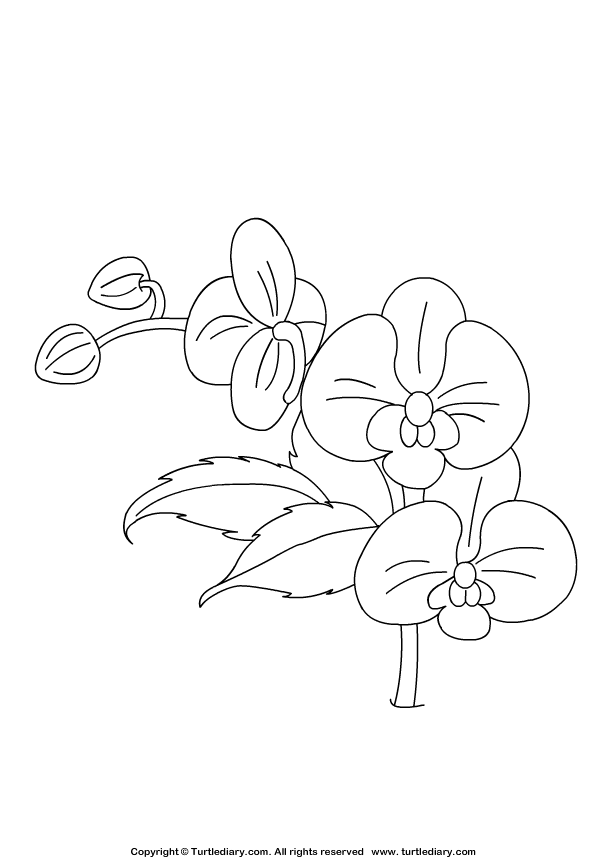 Orchid coloring sheet turtle diary