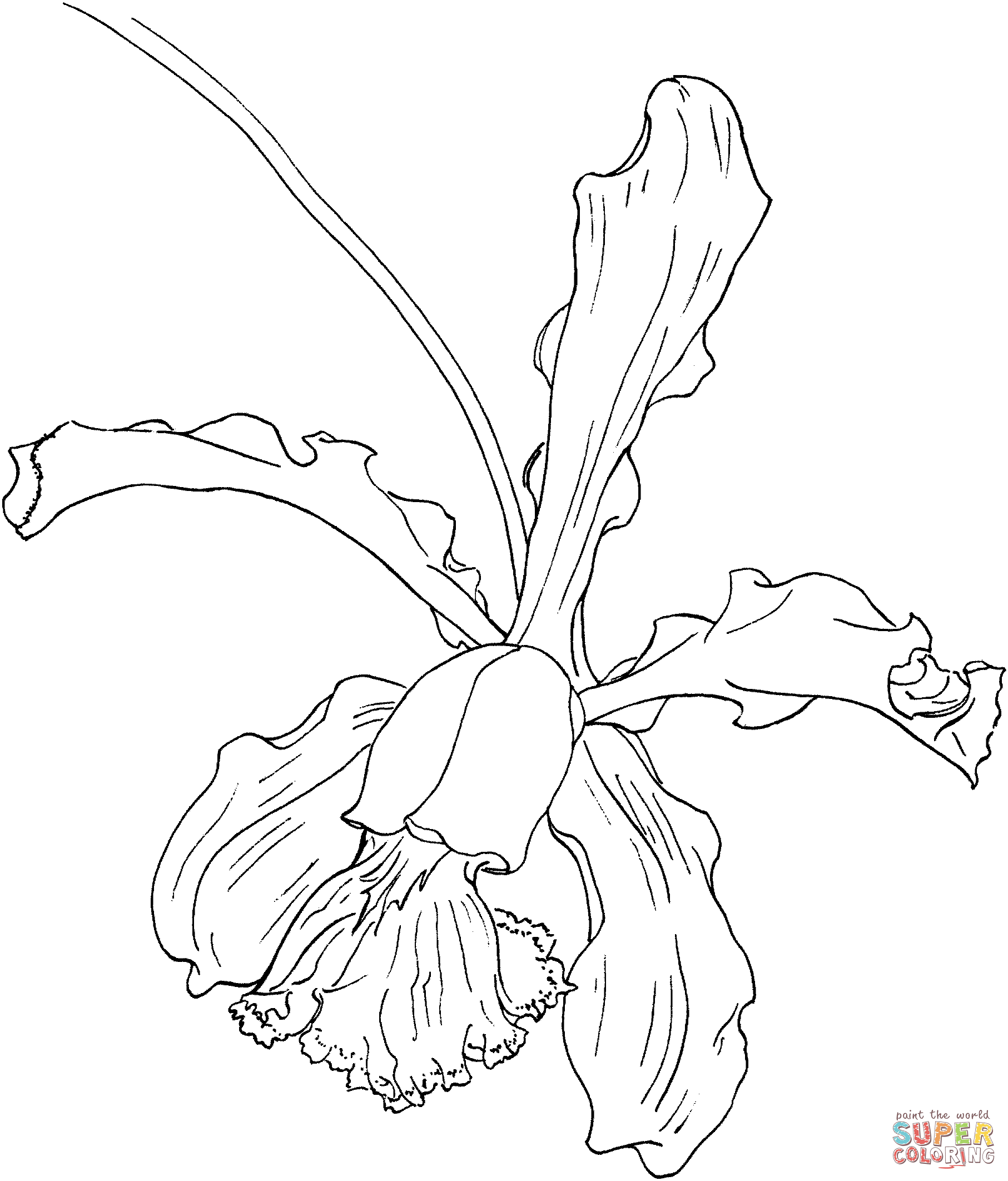 Cattleya schilleriana orchid coloring page free printable coloring pages