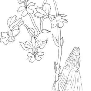 Orchid coloring pages printable for free download
