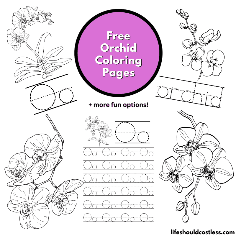 Orchid coloring pages free printable pdf templates