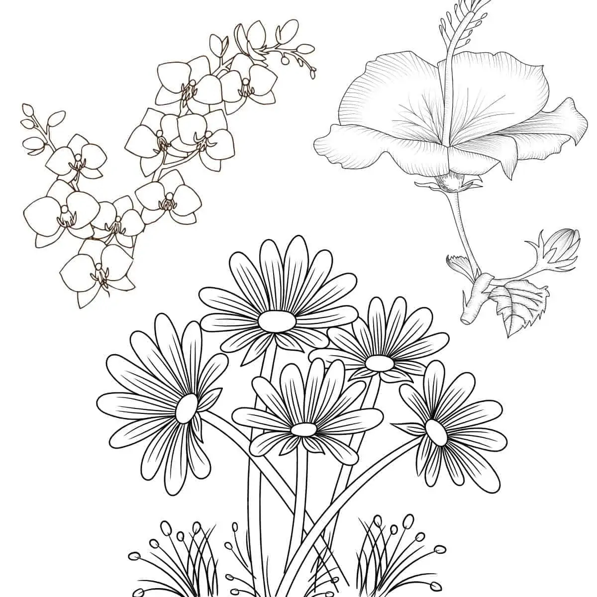 Best flower coloring sheets for free