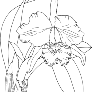 Orchid coloring pages printable for free download