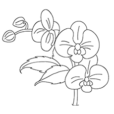 Top free printable flowers coloring pages online