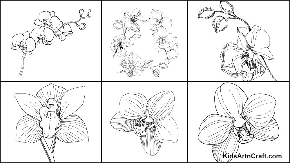 Orchid coloring pages for kids â free printables