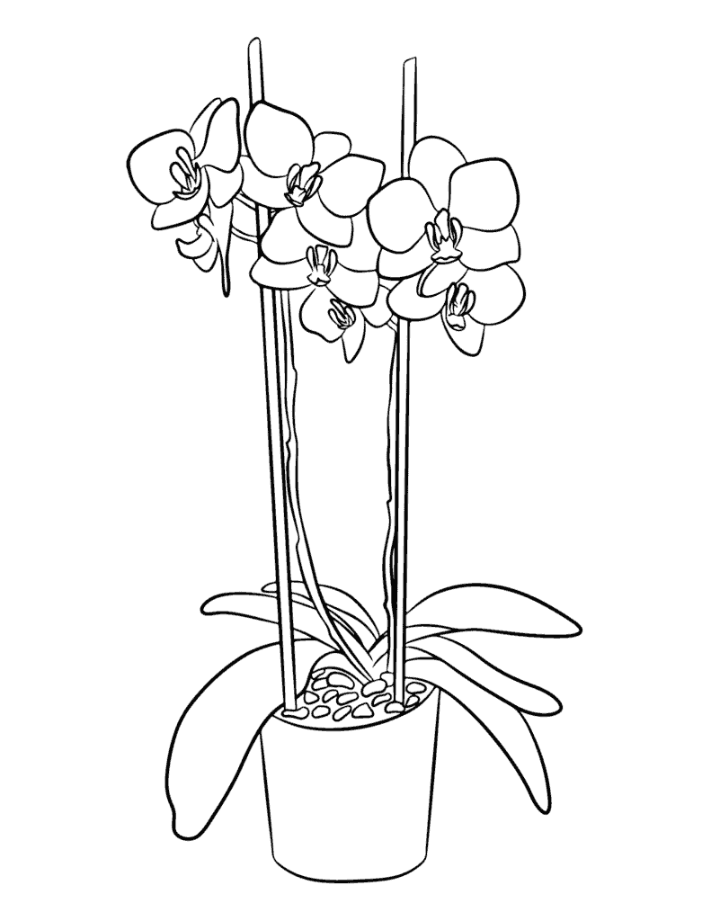 Orchid coloring pages free printable pdf templates