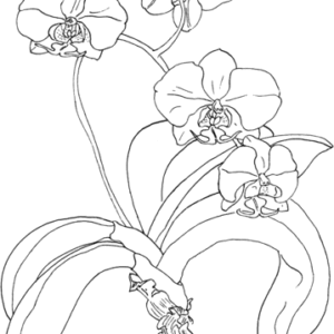 Orchid coloring pages printable for free download