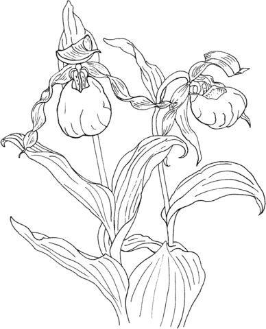 Cypripedium calceolus is a ladys slipper orchid coloring page free printable coloring pages flower coloring pages lady slipper orchid flower drawing